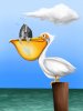 pelican_fish.JPG