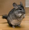 Chinchilla.jpg