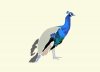 peacock_2.jpg