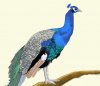 peacock_4.jpg