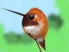 rufous_procreate.JPG