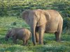 african-elephants-613028_1920.jpg