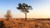 golden grass, tree, africa.jpg