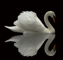 folded swan wing.jpg