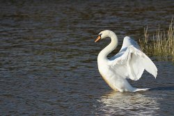 swan-2788178_1280.jpg
