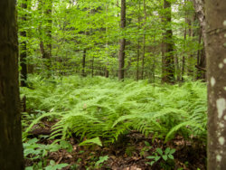 lots_of_ferns_web.jpg