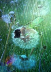 Dandilion-Fairy-web.jpg