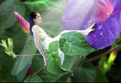 Flower-fairyweb2.jpg