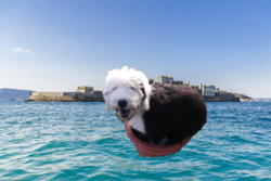 Dog in sea.jpg