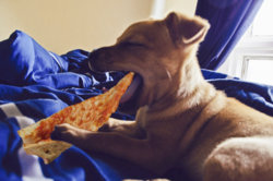 PizzaDog.jpg
