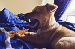 PizzaDog.jpg
