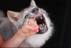 DogBite_01.jpg DogBite_01.jpg