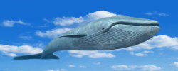 whale1.jpg whale1.jpg