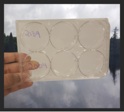 Screen Shot 2017-12-12 at 11.52.04 AM.png Screen Shot 2017-12-12 at 11.52.04 AM.png