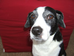 Dog Pictures 005.jpg