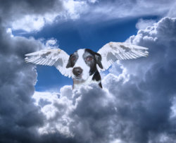 1 dog with wings.jpg