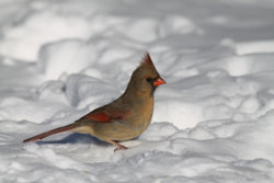 kardinal.jpg kardinal.jpg