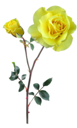 rose-2915840_1920.png