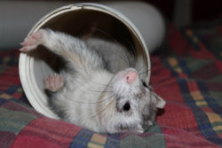 Ferret2.jpg Ferret2.jpg