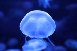 jellyfish 1.jpg