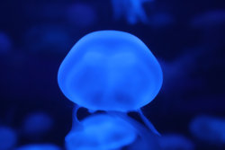jellyfish 4.jpg