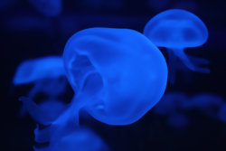 jellyfish 8.jpg