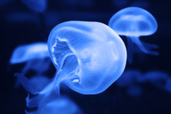 jellyfish 5.jpg