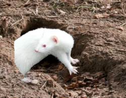 Screen Shot 2018-03-25 at 3.04.35 PM.png