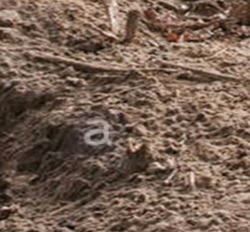 Screen Shot 2018-03-25 at 3.06.58 PM.png