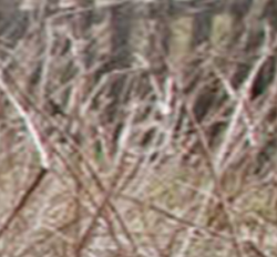 Screen Shot 2018-03-25 at 3.07.18 PM.png