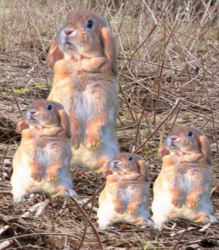 Screen Shot 2018-03-25 at 3.09.23 PM.png