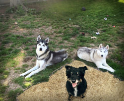 1371-After4-keira and leo.jpg 1371-After4-keira and leo.jpg