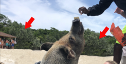 Screen Shot 2018-06-19 at 12.01.57 PM copy.png