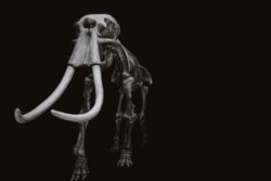87394716-the-mammoth-skeleton-on-a-black-background-.jpg
