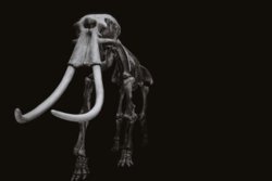 87394716-the-mammoth-skeleton-on-a-black-background-.jpg 87394716-the-mammoth-skeleton-on-a-black-background-.jpg