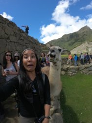Llama.jpg