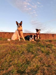 42422355_10215947065087014_617853649942478848_o.jpg 42422355_10215947065087014_617853649942478848_o.jpg