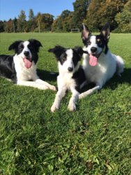 43293048_10216030099842831_8000069873830985728_o.jpg 43293048_10216030099842831_8000069873830985728_o.jpg