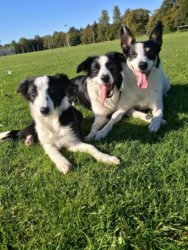 43328100_10216030108043036_2787665741992689664_o.jpg 43328100_10216030108043036_2787665741992689664_o.jpg