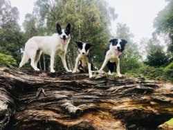 42488908_10215956090232637_7506375748366630912_o.jpg 42488908_10215956090232637_7506375748366630912_o.jpg