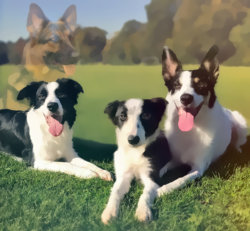 Yur-dogs.jpg Yur-dogs.jpg