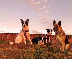 german-shepard.jpg german-shepard.jpg