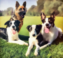 Shepherd-in.jpg Shepherd-in.jpg