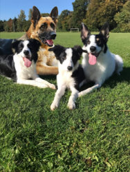 shepherd2.jpg shepherd2.jpg