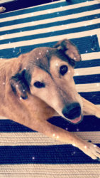 Alyssa and Capachino f.jpg