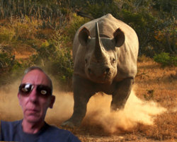 Rhino.jpg