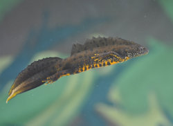 Great crested newt.jpg