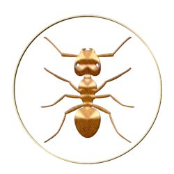 ant-bronze.png