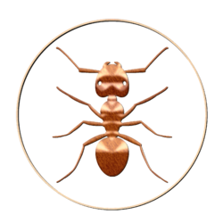 ant-copper.png