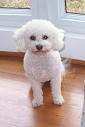 RoseRemoveCollar.jpg RoseRemoveCollar.jpg